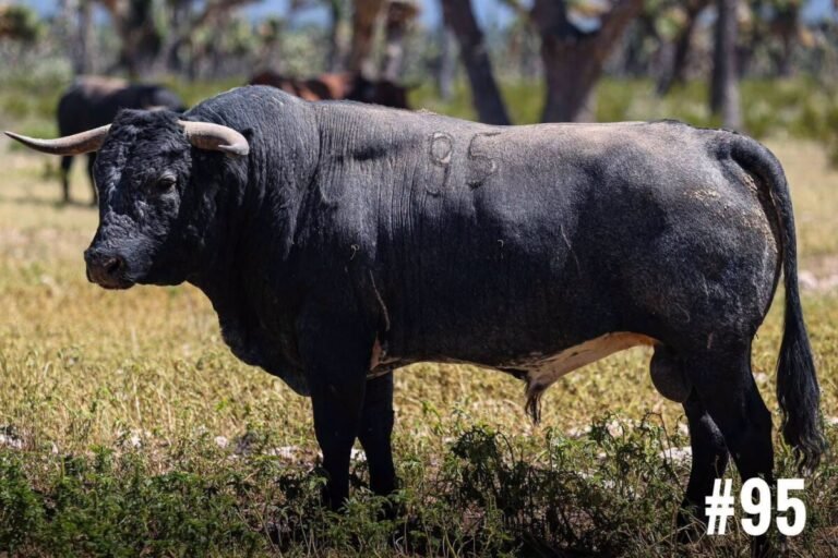D´Guadiana, los toros para la Corrida de Zacatecanos
